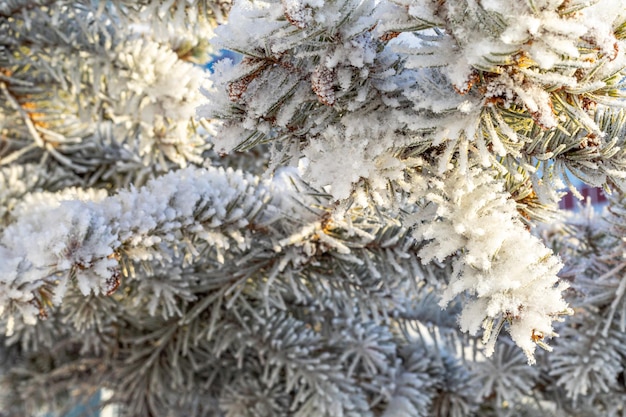 Mroźna jodła z błyszczącym szronem w zaśnieżonym leśnym parku Choinka pokryta szronem i śniegiem Spokojna zimowa przyroda Ekstremalna północ niska temperatura chłodna zima pogoda na zewnątrz
