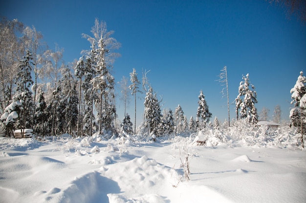 Mroźna śnieżna zima w lesie