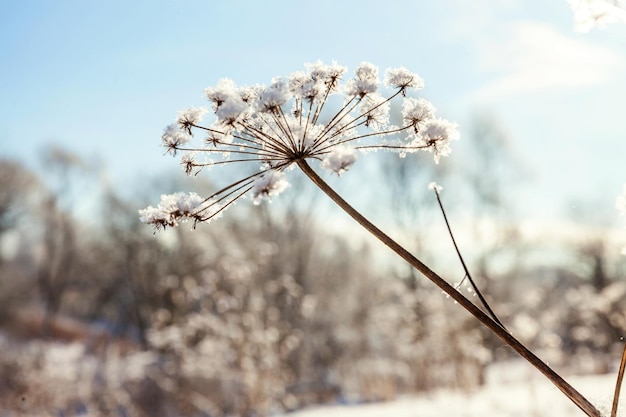 Mroźna trawa w śnieżnym lesie zimna pogoda w słoneczny poranek Spokojna zimowa natura w słońcu Inspirujący naturalny ogród zimowy park Spokojna fajna ekologia krajobraz tło