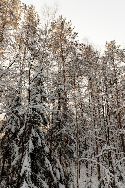 Mroźna zima w parku lub lesie w mrozach z sosnami i świerkami, drzewami iglastymi w sezonie zimowym, zima ze śniegiem w parku lub lasem i jodłami