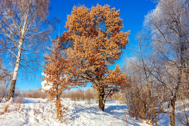 Mroźne drzewa w śnieżnym lesie zimna pogoda w słoneczny poranek Spokojna zimowa natura w słońcu Inspirujący naturalny ogród zimowy lub park Spokojna fajna ekologia natura krajobraz tło