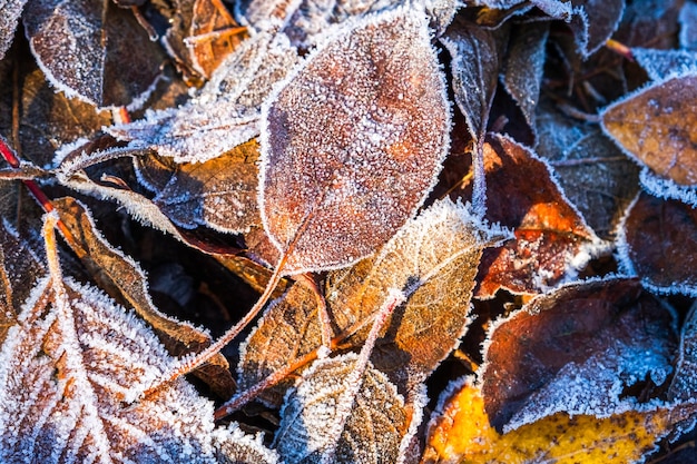 Mroźne liście z błyszczącym lodowym mrozem w śnieżnym parku leśnym upadłe liście pokryte mrozem i śniegiem