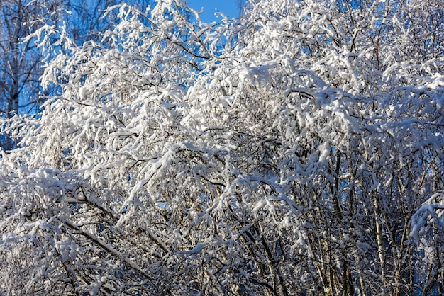 Mroźny śnieg pokryte zimowymi gałęziami wierzchołka drzewa w słoneczny dzień