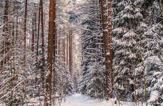 Mroźny Zimowy Dzień W Pokrytym śniegiem Lesie