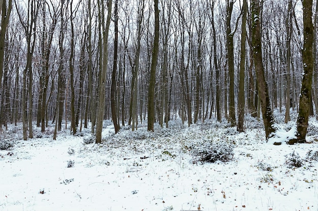 Mroźny zimowy krajobraz w śnieżnym lesie. Zimowy las