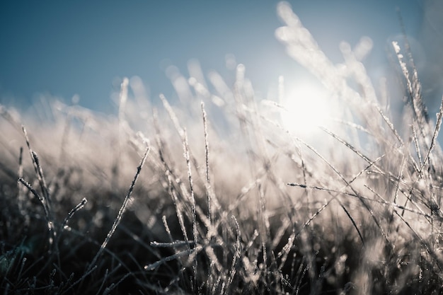 Mroźny zimowy poranek makro Koncepcja tła zimnej pogody Zamarznięta trawa na polach Zimowy zamarznięty krajobraz