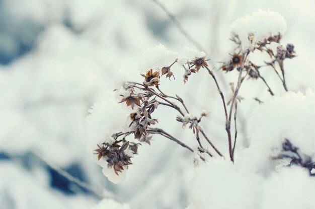 Mrożona łąka roślina naturalny vintage zimowy obraz tła makro