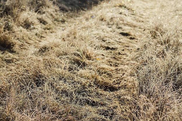 Mrożona trawa łąkowa o poranku, naturalne tło zima vintage