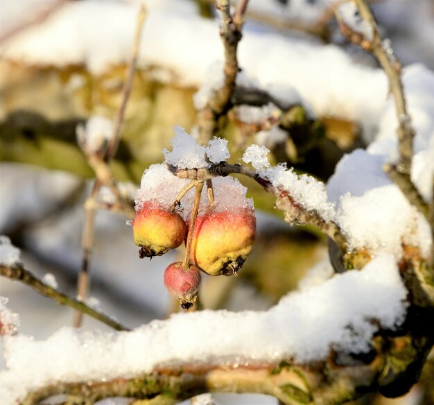 mrożone jabłka w sadzie jabłkowym na zimnym słonecznym grudniowym obrazie poranka