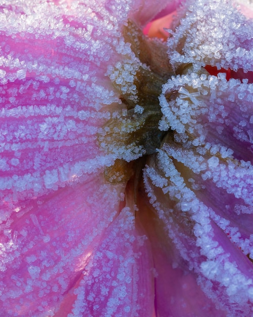 Mrożone różowy kwiat Ice Winter