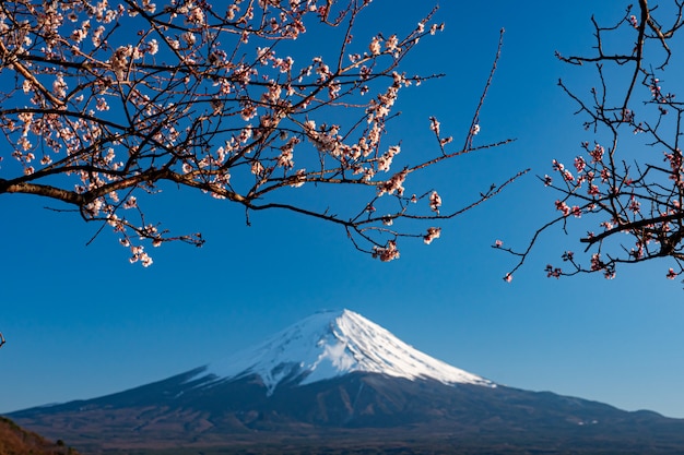 Mt. Fuji na wiosnę z wiśniowymi kwiatami w kawaguchiko Fujiyoshida, Japonia.