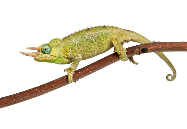 Mt. Kameleon Meru Jacksona - Chamaeleo jacksonii merumontanus częściowo zrzuca