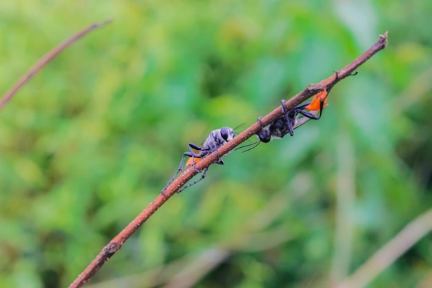 Zdjęcie mucha czarnego żołnierza hermetia illucens jest pospolitą i szeroko rozpowszechnioną muchą z rodziny stratiomyidae