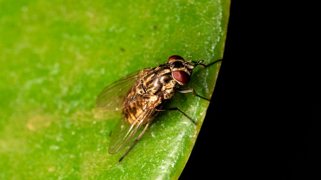 Mucha domowa (Musca domestica) na zielonym liściu.