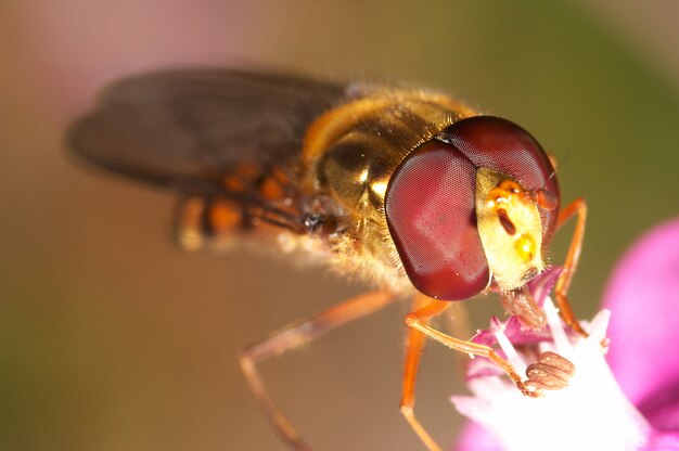 Mucha (Episyrphus balteatus)