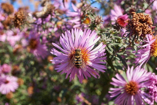 Mucha lat Syrphus ribesii zbiera nektar i pyłek z kwiatów wieloletniego astra