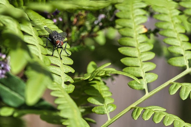 Zdjęcie mucha miąższowa na zielonym liściu ze światłem i cieniem owłosione nogi w kolorze czarnym i szarym