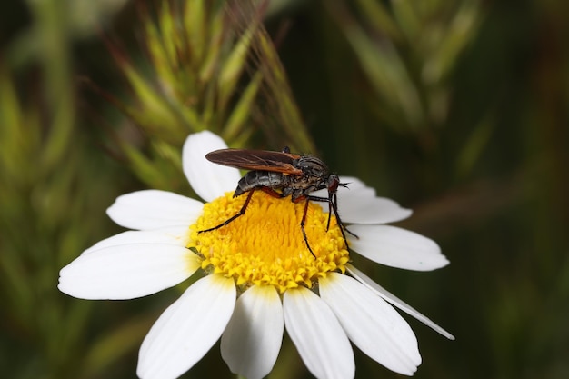 Zdjęcie mucha siedzi na kwiatku w ogrodzie.