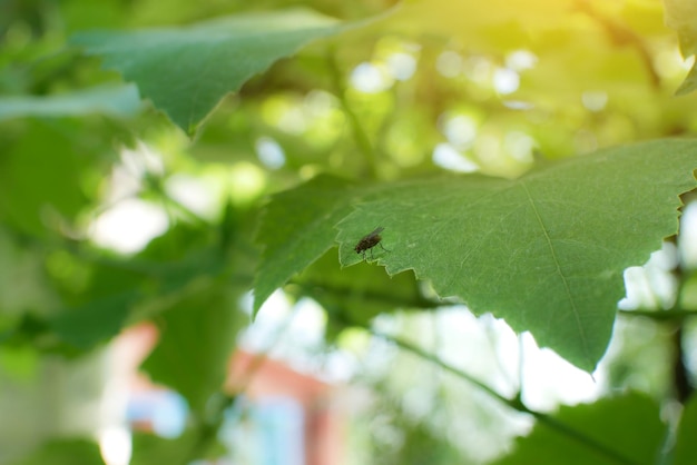 Mucha siedzi na zielonych liściach Letnie owady