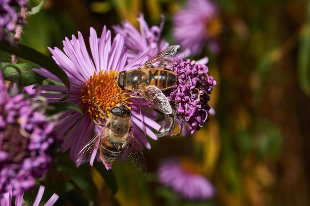 Mucha zwyczajna Ilnitsa zbiera nektar i pyłek z kwiatów wieloletniego astra.