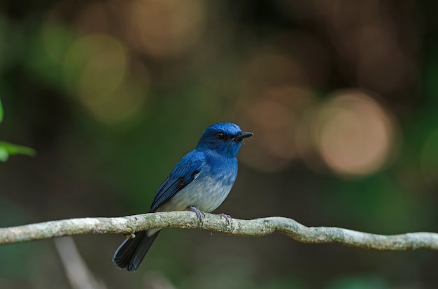 Muchołówka niebieska Hainan (Cyornis hainanus)