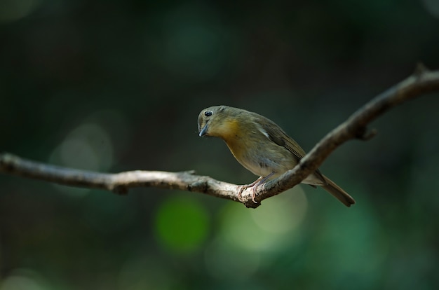 Muchołówka niebieska Hainan (Cyornis hainanus)