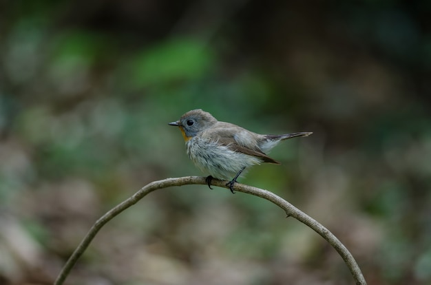 Muchołówka Rdzawoszyja (ficedula Albicilla)