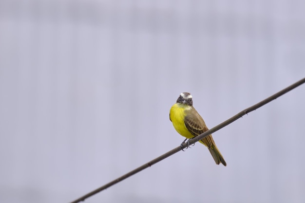 Muchołówka Społeczna Myiozetetes Similis