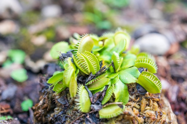 Muchołówka Wenus Dionaea muscipula roślina mięsożerna z bliska