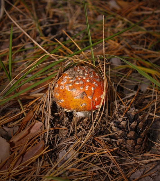 Zdjęcie muchomor. czerwony muchomor w suchej trawie. grzyb grzyb w jesiennym lesie.