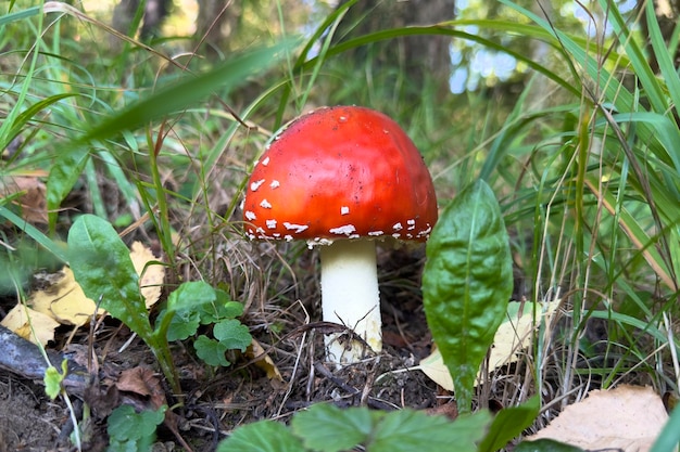 Muchomor czerwony to niebezpieczny, trujący grzyb dla człowieka, niejadalny