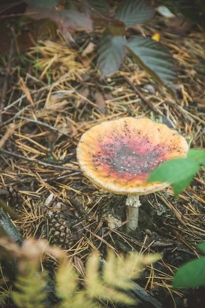 Zdjęcie muchomor grzyby rosnące w lesie. selektywna ostrość.