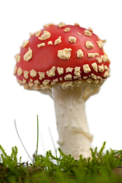 Muchomor lub mucha Amanita grzyb, Amanita muscaria, jon biały na białym tle