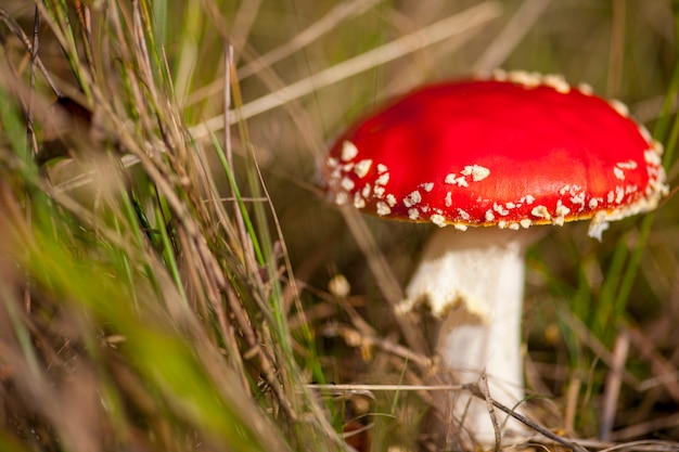 Muchomor Lub Muchomor Amanita, Amanita Muscaria