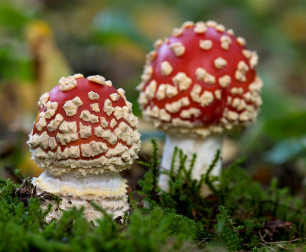 Muchomor Lub Muchy Grzyby Amanita, Amanita Muscaria