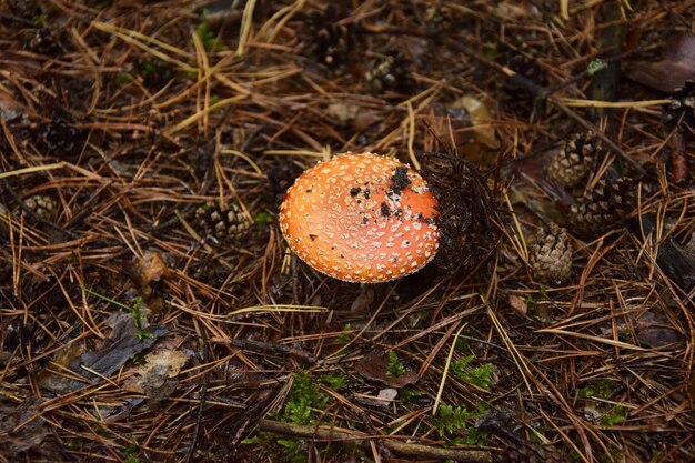 Muchomor Na Plantacji Leśnej W Jesiennym Arboretum Uljanowsk Rosja