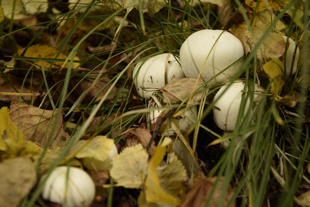 Muchomor Na Plantacji Leśnej W Jesiennym Arboretum Uljanowsk Rosja