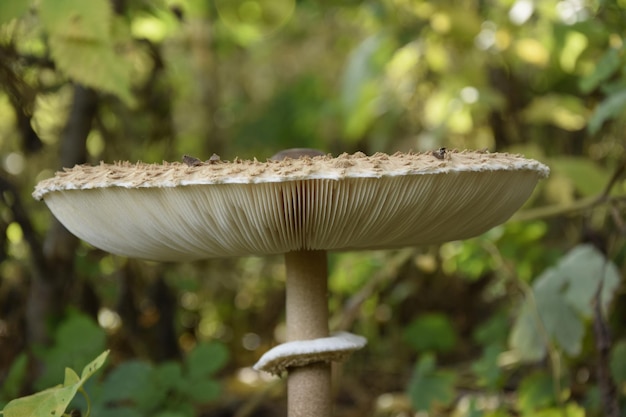 Muchomor Na Plantacji Leśnej W Jesiennym Arboretum Uljanowsk Rosja