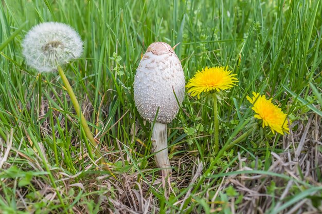 Zdjęcie muchomor pieczarki w przyrodzie w zielonej trawie grzyby halucynogenne