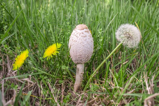 Zdjęcie muchomor pieczarki w przyrodzie w zielonej trawie grzyby halucynogenne