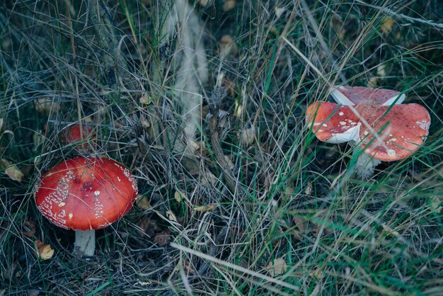 Muchomor w trawie na lesie mucha muchomor amanita muscaria zbliżenie grzybów w naturze