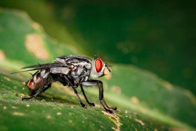 muchy (Diptera) na zielonych liściach