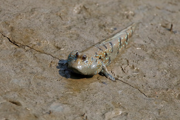 Mudskipper Amphibious Ryb Oxudercinae W Tajlandii