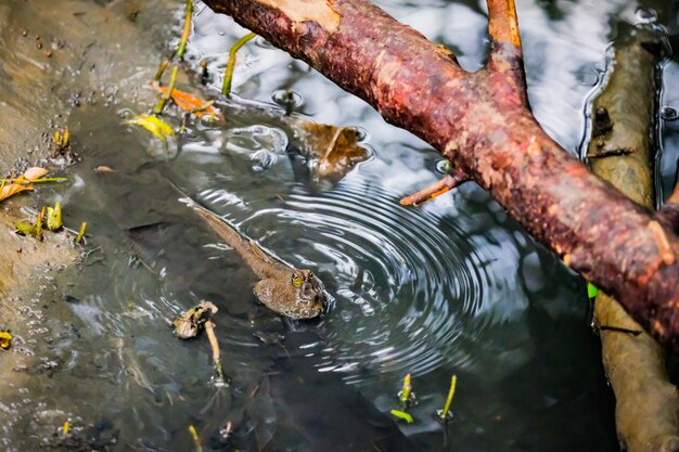 Mudskipper W Wodnej Naturze Przy Namorzynowym Lasem