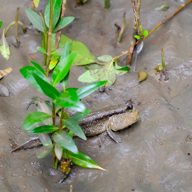 Mudskipper w wodnej naturze przy namorzynowym lasem