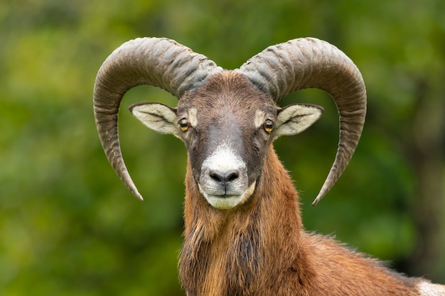 Zdjęcie muflon europejski (ovis aries musimon) stojący w trawie.