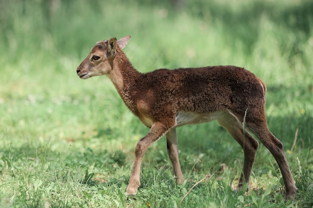 Muflon (ovis Orientalis) W Rezerwacie Leśnym