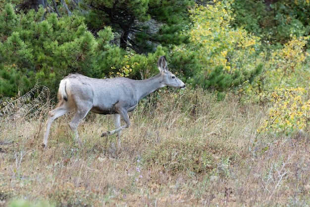 Mulak Odocoileus Hemionus Biegnący Przez Zarośla W Montanie