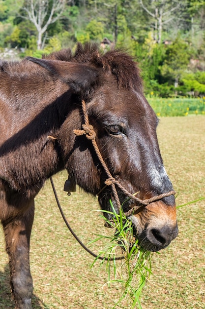 Mule Brązowa Trawa Do żucia Z Bliska