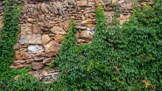 mur z kamienia naturalnego porośnięty bluszczem